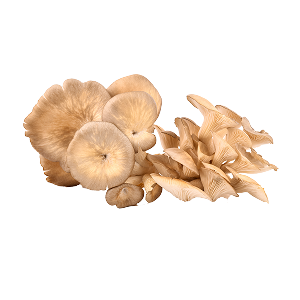 Mushroom